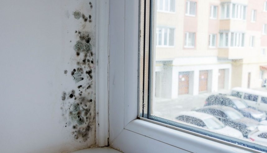 How to Handle Mold in Your Rental: A Tenant’s Guide