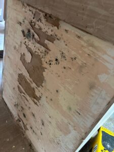 Dark toxic mold growth and peeling wallpaper on a water-damaged interior wall.