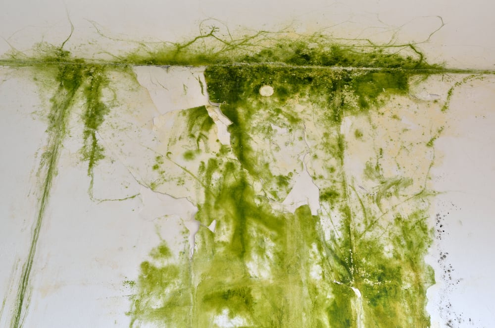 How to Prevent Mold Growth After Heavy Rain or Flooding in Federal Way, WA