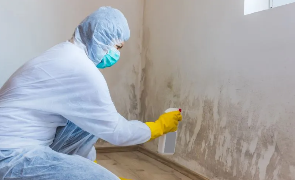 How Long Does It Take for Mold to Grow in a Flooded Home?