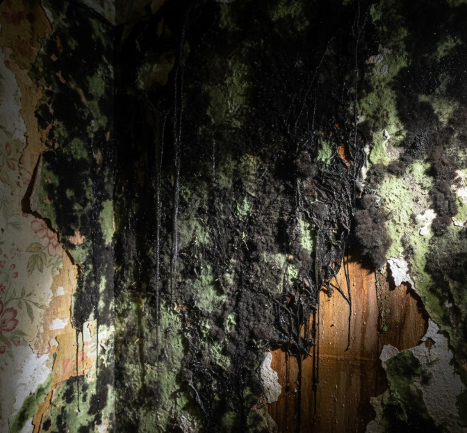 Commercial Mold Remediation for Businesses in Tacoma WA