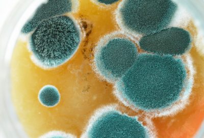 How Tacoma’s Climate Affects Mold Growth Throughout the Year