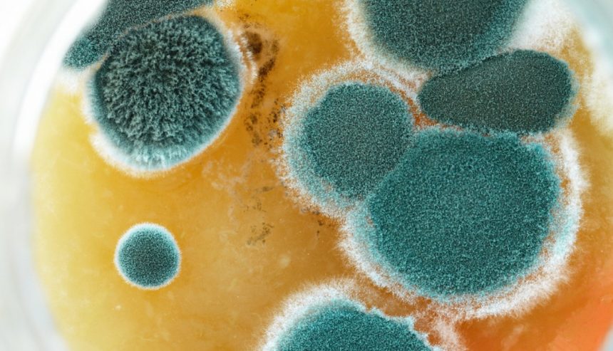 How Tacoma’s Climate Affects Mold Growth Throughout the Year