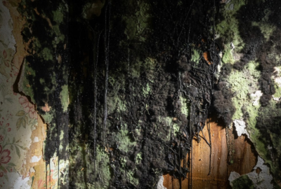 Commercial Mold Remediation for Businesses in Tacoma WA