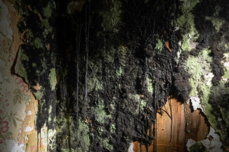 Commercial Mold Remediation for Businesses in Tacoma WA