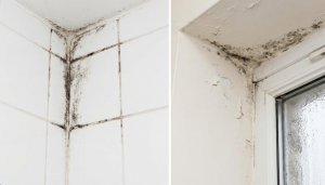 7 Warning Signs You Need Expert Bathroom Mold Removal in Washington
