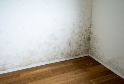 mold in house