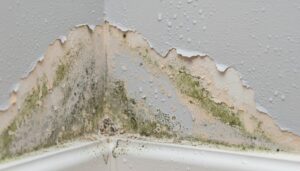 What Happens When Mold Spreads in Government Archive Buildings?