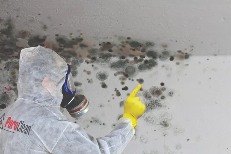 Mold remediation specialist in a hazmat suit points to widespread mold growth on a wall. TITLE