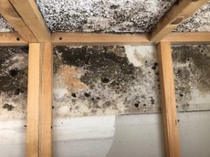 PuroClean of Biloxi Mold on Drywall