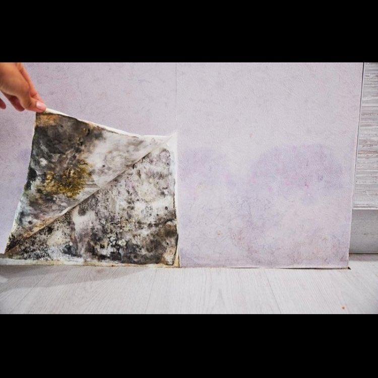 A hand holds a moldy piece of wallpaper next to a clean wall, illustrating mold damage.