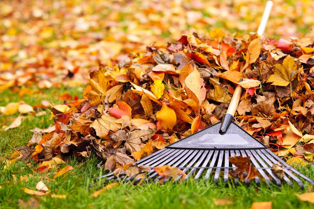 A rake rests beside a large pile of colorful autumn leaves on green grass.