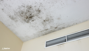 How to Spot the Signs of Mold: And Why You Should Act Fast