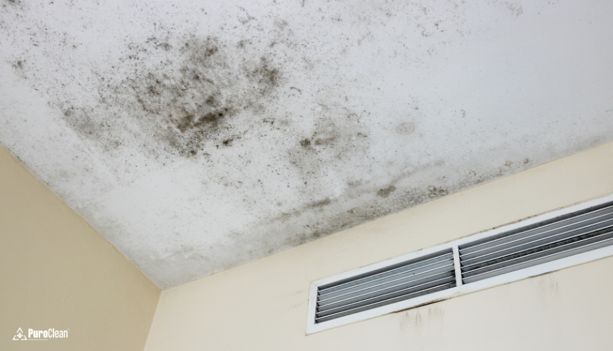 How to Spot the Signs of Mold: And Why You Should Act Fast