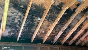 What Happens When You Have Mold in Your Home