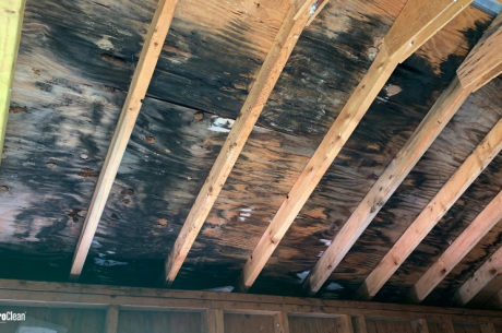 What Happens When You Have Mold in Your Home