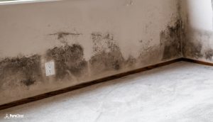 PuroClean of Olathe Winter Mold Problems In Homes