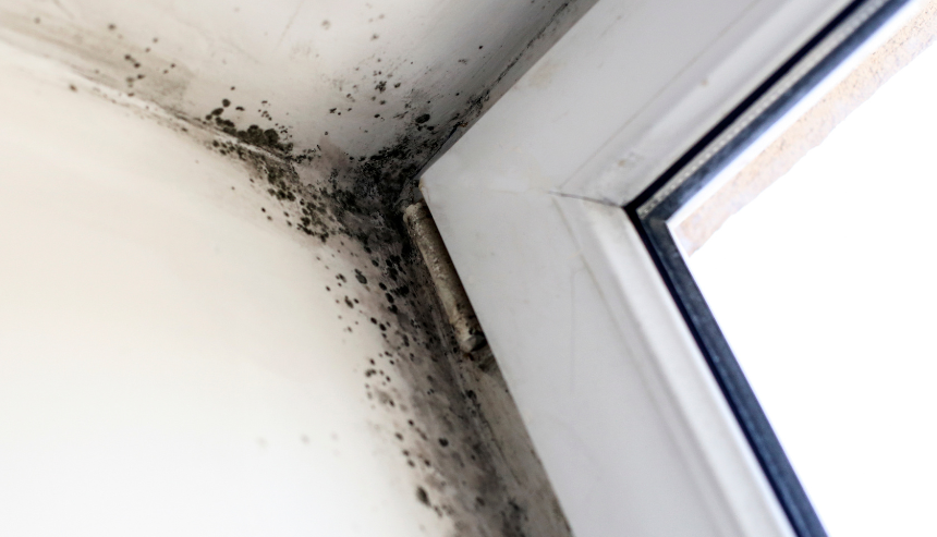 The Importance of Professional Mold Remediation