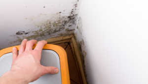 10 Signs You May Have a Hidden Mold Problem