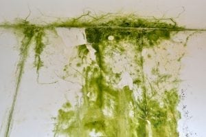window mold removal Orlando – professional technician cleaning mold around window frame in Orlando home