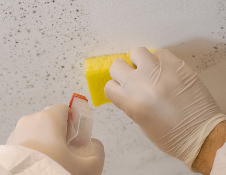Mold Remediation and Removal