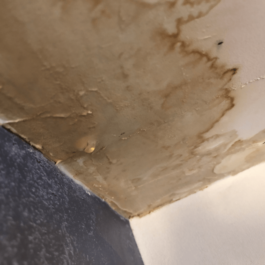 mold after water damage