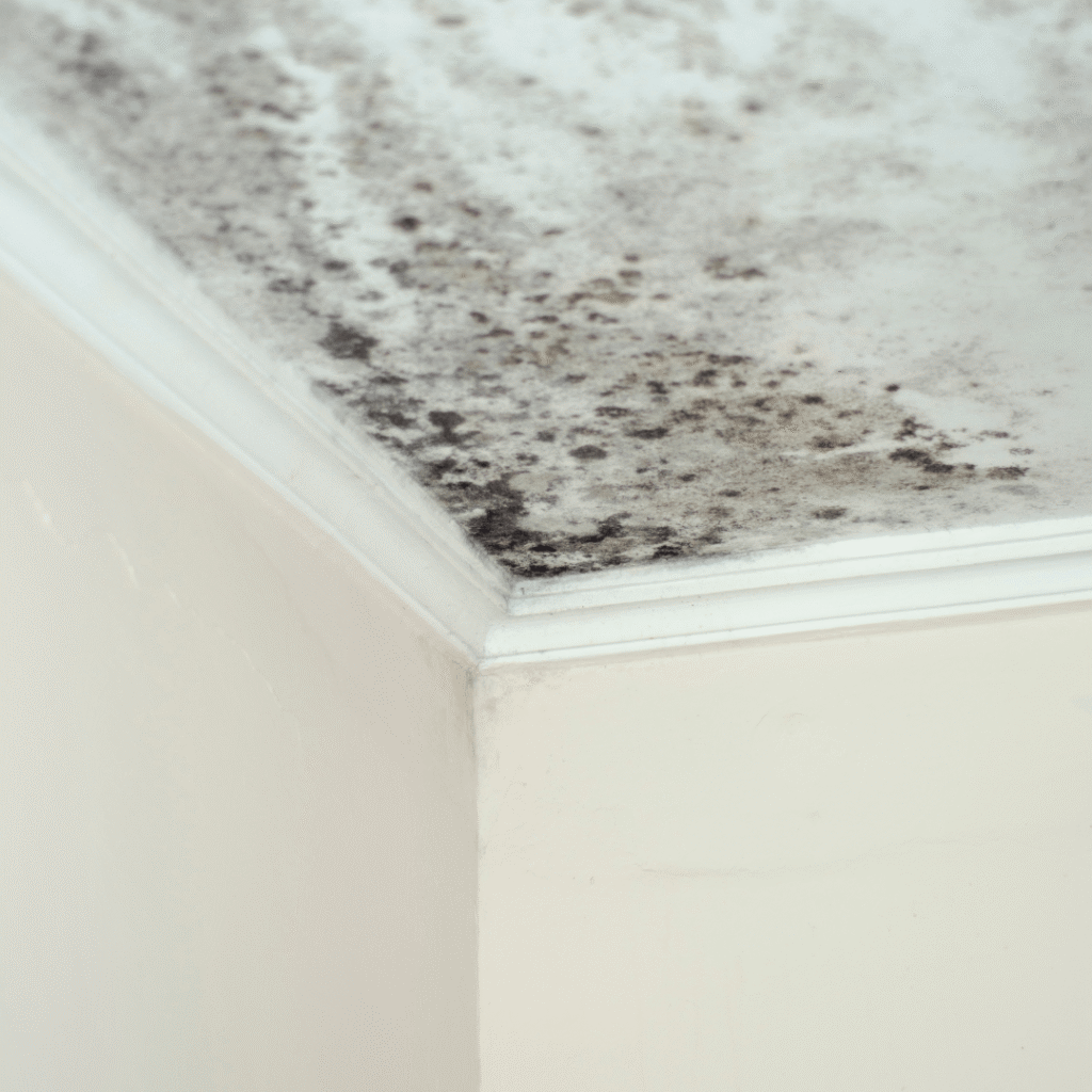 mold