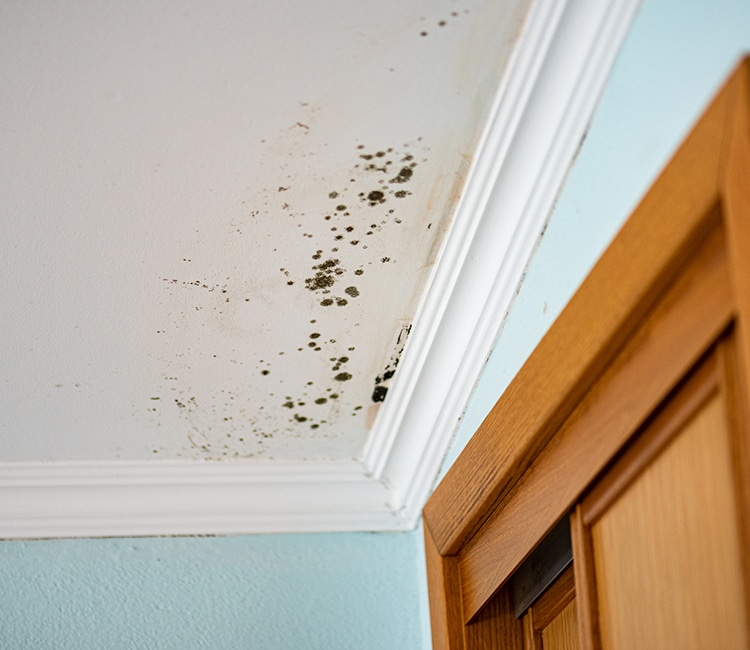 Mold discovered behind drywall during inspection