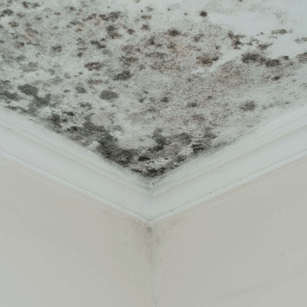mold-removal