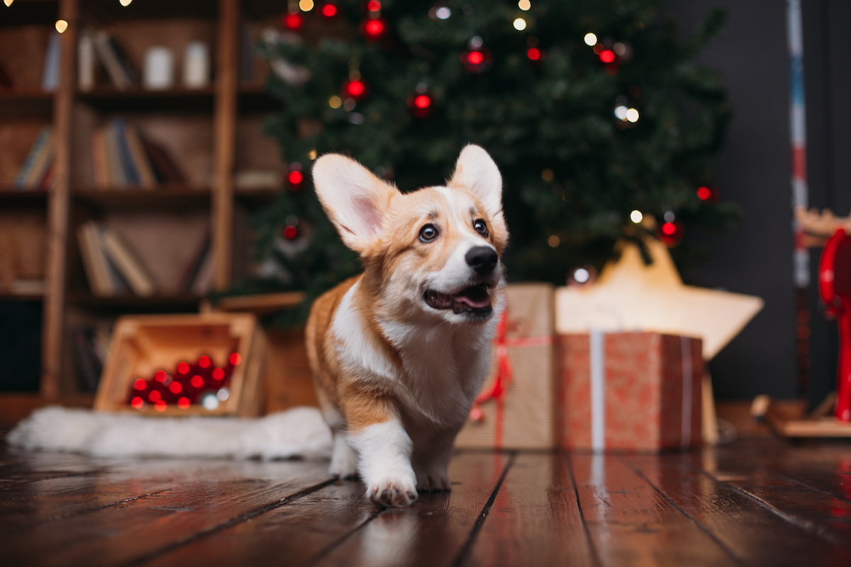 2025 Holiday Safety for Pets