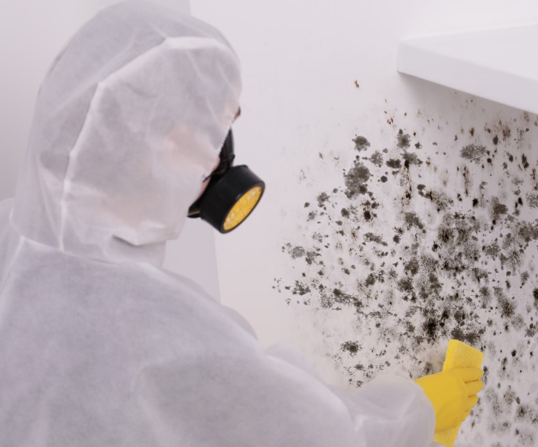 The Benefits of Professional Mold Remediation