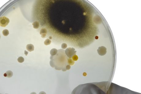 Understanding the Different Types of Mold and Their Impact on Your Home