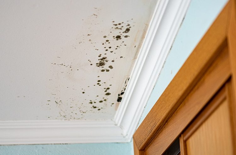 Mold discovered behind drywall during inspection