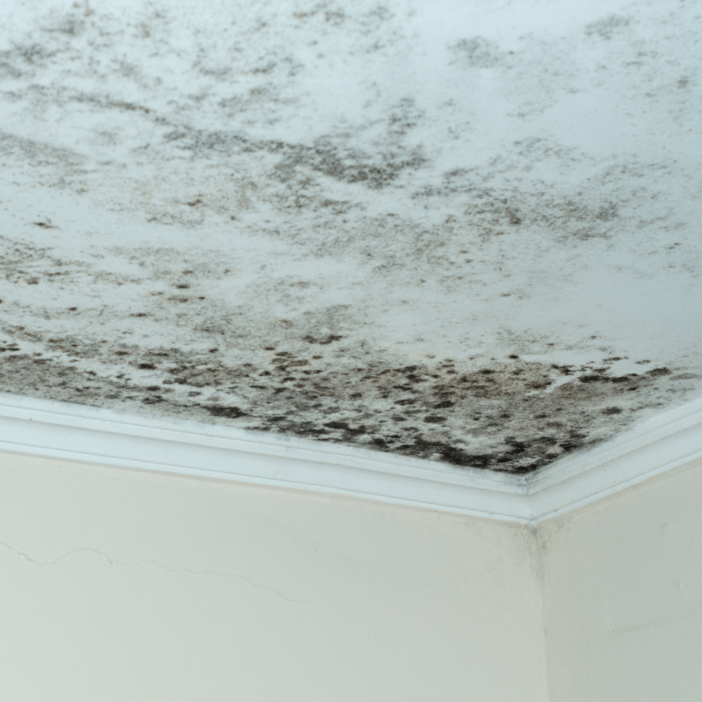 mold remediation