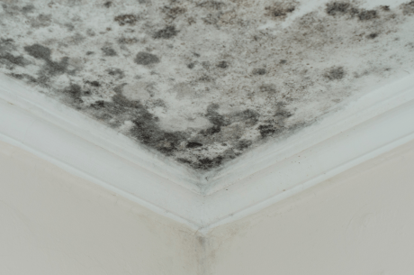 mold-removal