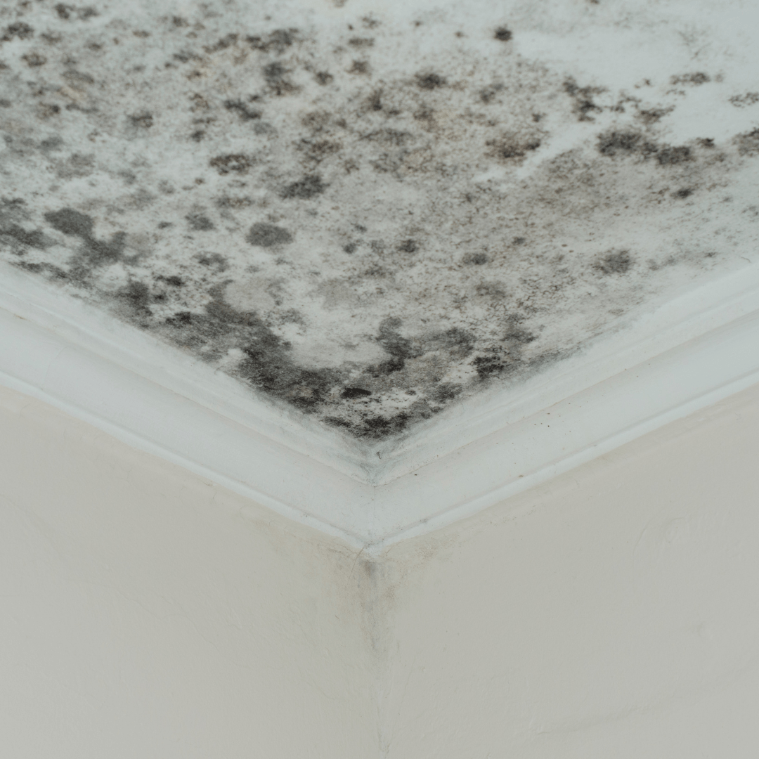 Is Professional Mold Removal Necessary in Ormond Beach, FL?