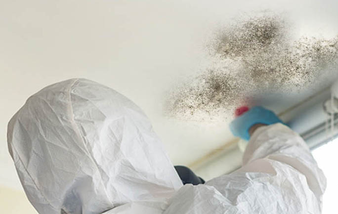 Mold inspection identifies hidden growth that can affect indoor air quality and guest safety