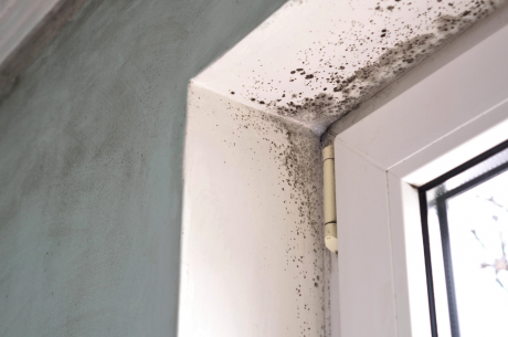 Mold growth discovered in an empty Ormond Beach FL home after hurricane evacuation with closed windows and no air conditioning running