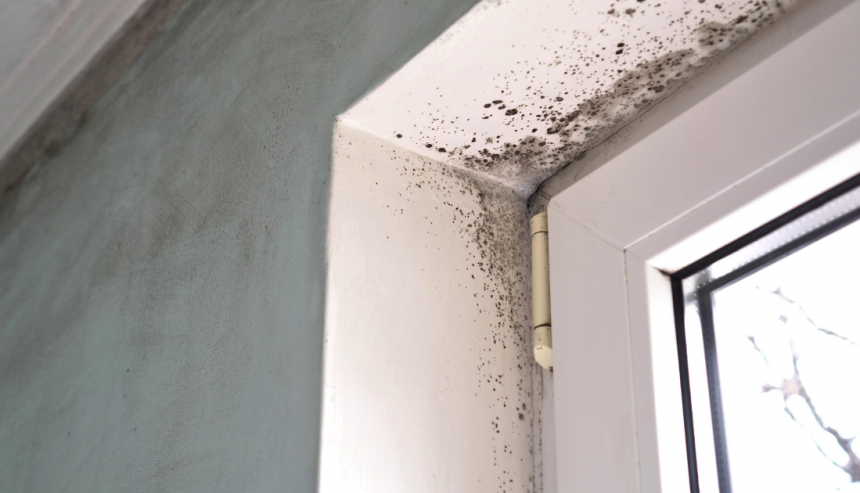 Mold growth discovered in an empty Ormond Beach FL home after hurricane evacuation with closed windows and no air conditioning running