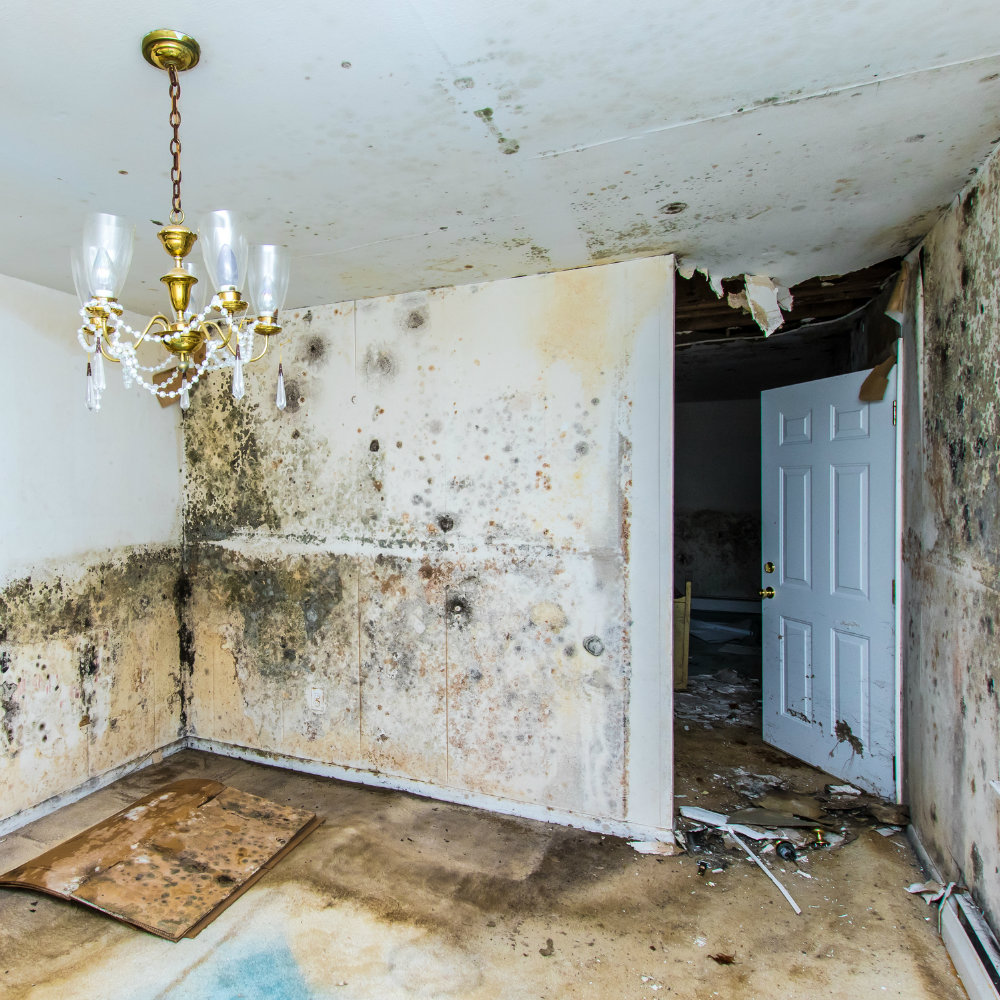 Mold growth on bathroom walls and ceiling of an Ormond Beach FL home discovered after returning from hurricane evacuation