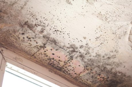 Mold colony near window.