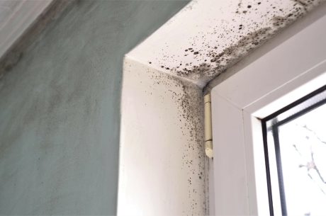 Mold colony on window seal.