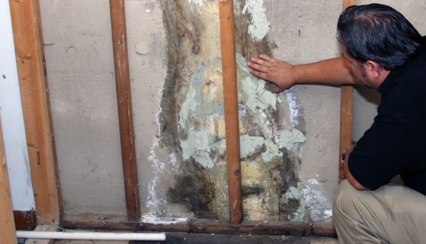 Expert Mold Removal Services in Bedford Park, IL