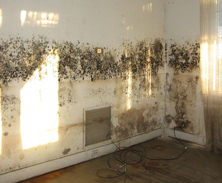 Ceiling Mold Removal bellflower