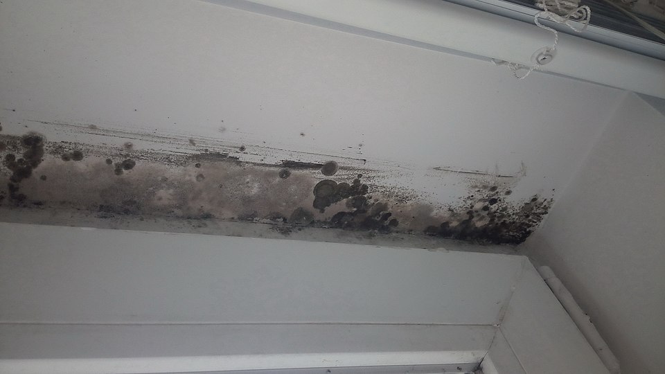 Mold Toxicity