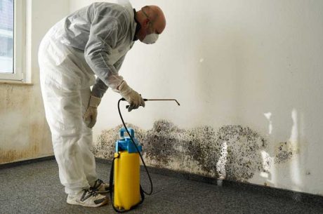 Affordable Mold Removal Services in Bellflower