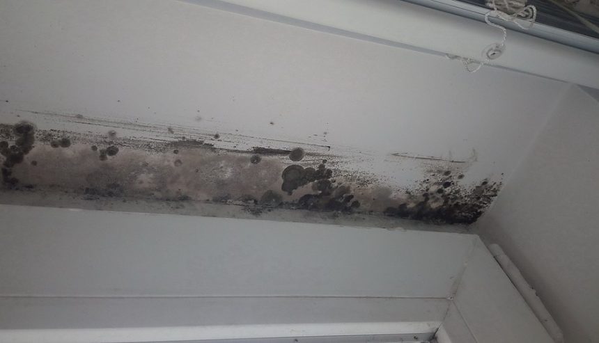 Mold Toxicity