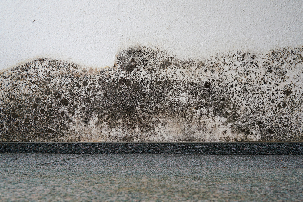 restoring water damaged carpet