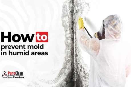 Mold in humid climates Pasadena
