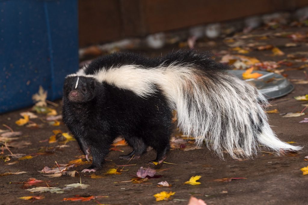 A skunk with a bushy white stripe stands on the ground among fallen leaves, highlighting its distinctive black and white fur.